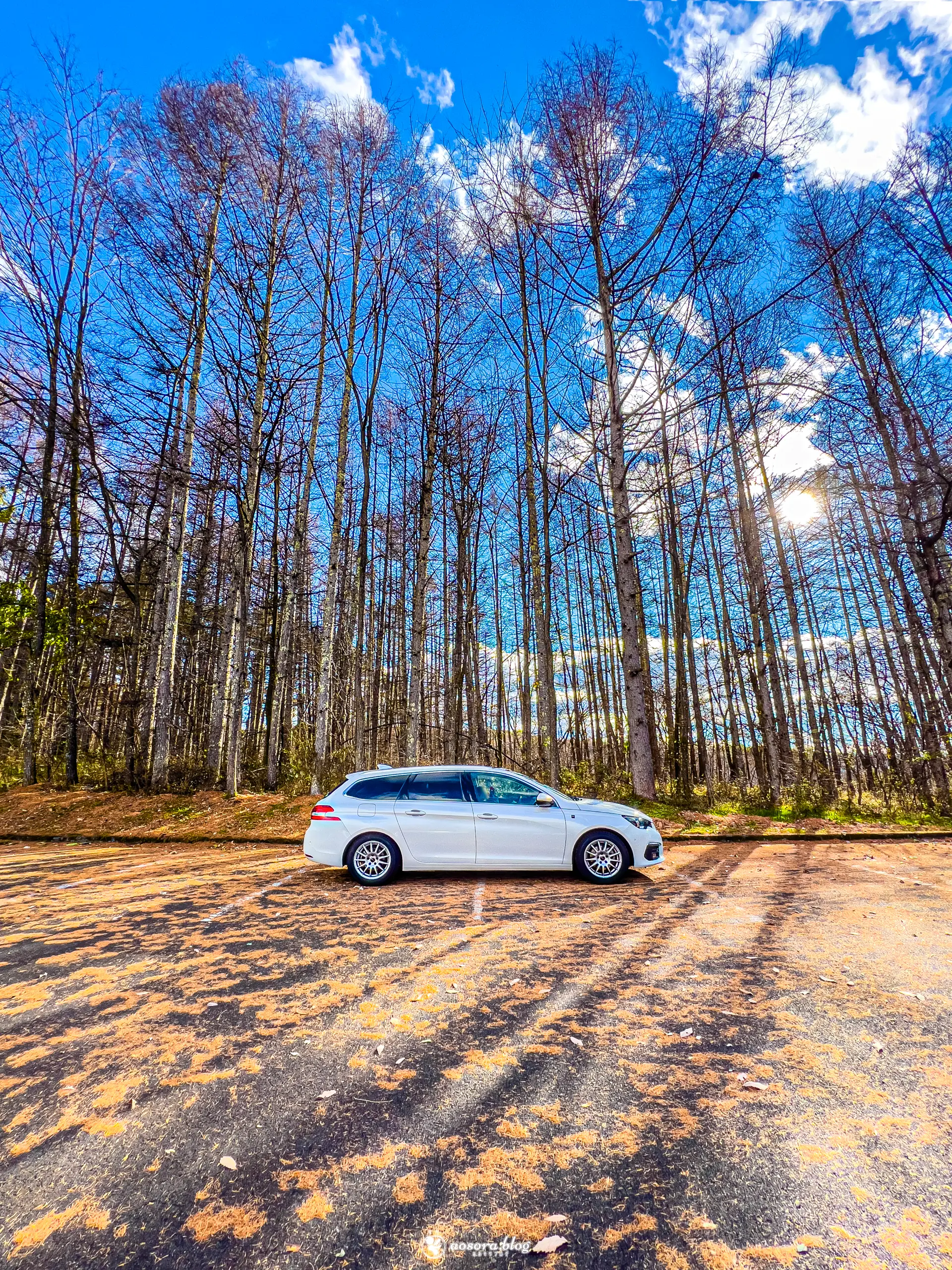 Peugeot 308SW と冬の森